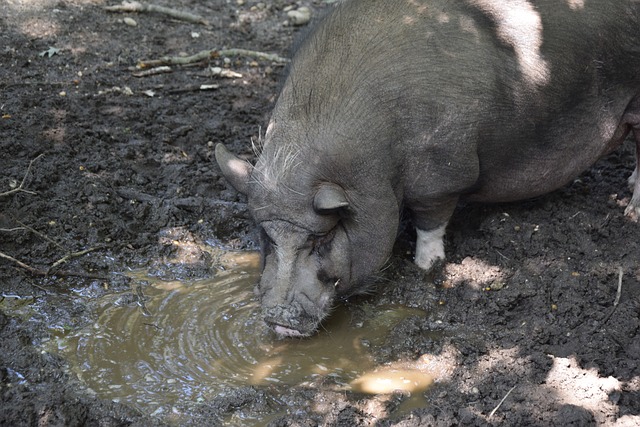 对比国际球 对比国际球